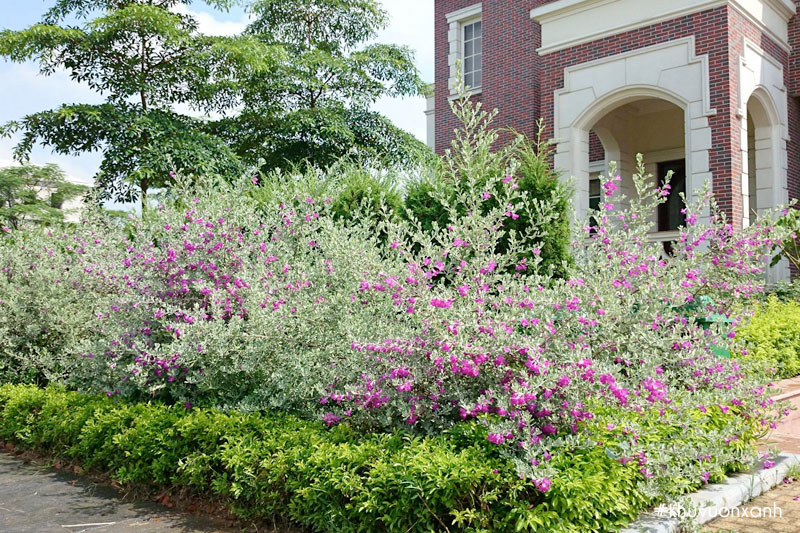 Cây Tuyết sơn trồng trang trí trước nhà