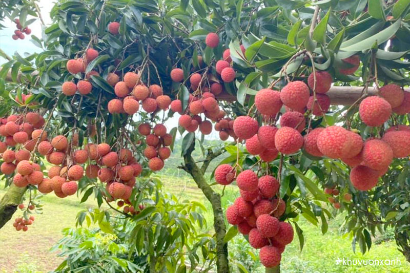 Cây Vải thiều có tên khoa học là Litchi chinensis