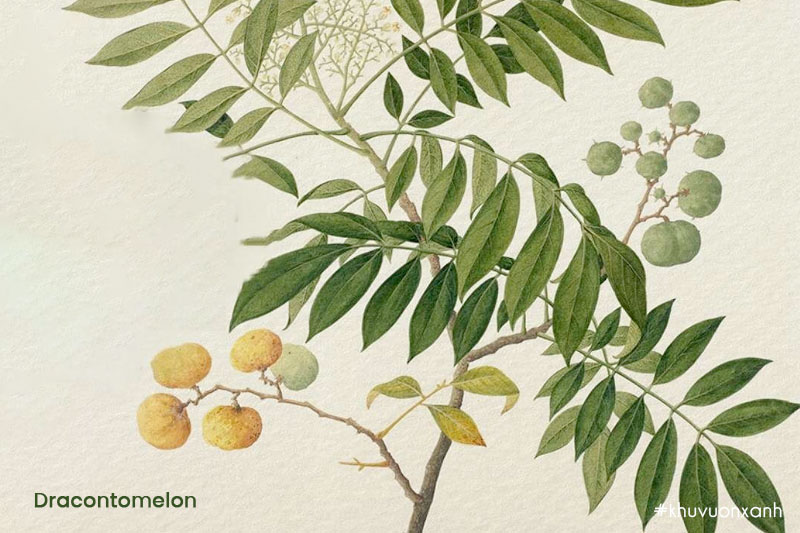 Đặc điểm của cây Sấu (Dracontomelon)