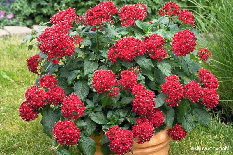 Hoa Diễm châu đỏ tươi