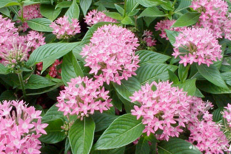 Hoa Viễn châu hồng