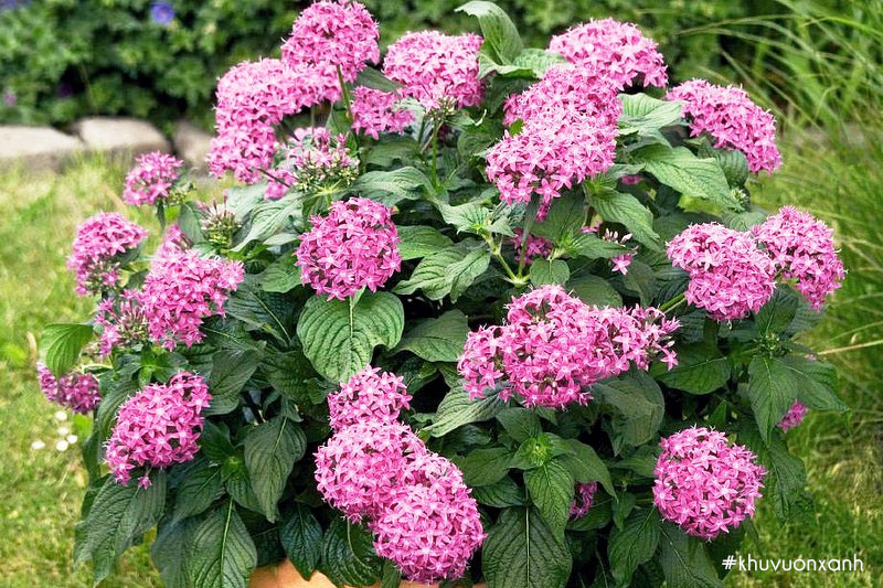 Hoa Diễm châu tím