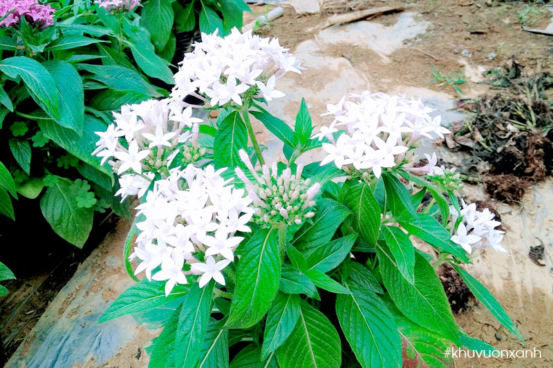 Hoa Diễm châu trắng