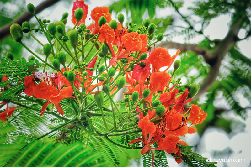 Hoa Phượng đỏ gọi hè về