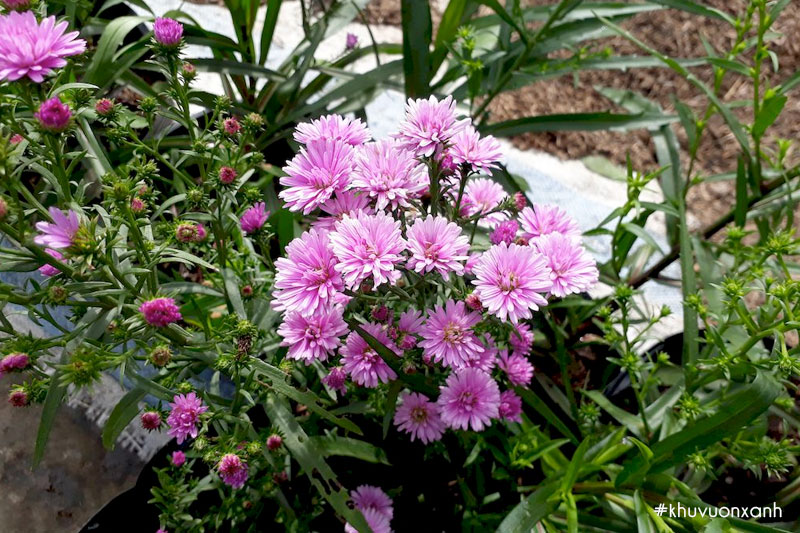 Hoa thạch thảo hồng kép