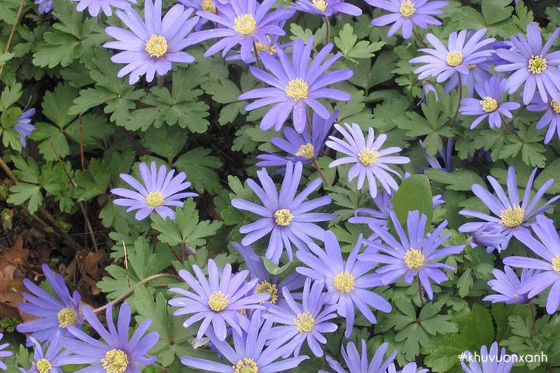 Hoa thạch thảo tím Đà Lạt