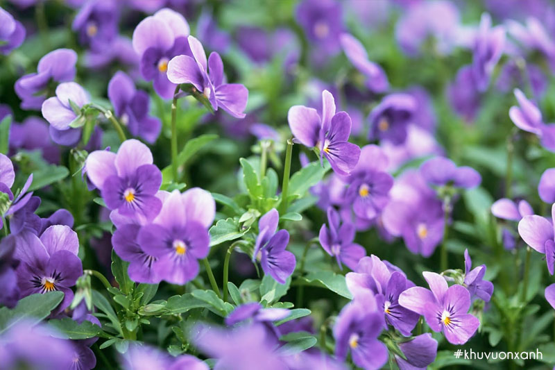 Bông Violet tím - Biểu tượng của tình yêu và sự kiên định