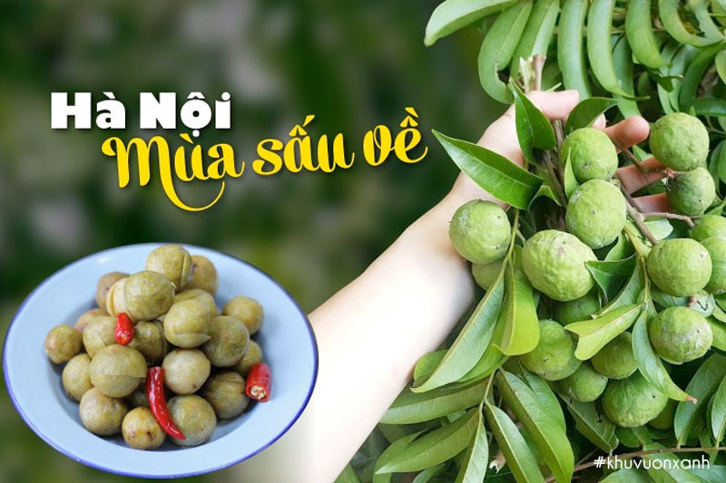 Mùa sấu Hà Nội bắt đầu từ tháng 5 đến cuối tháng 8