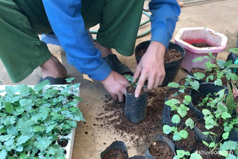 Nhân giống cây Phúc bồn tử