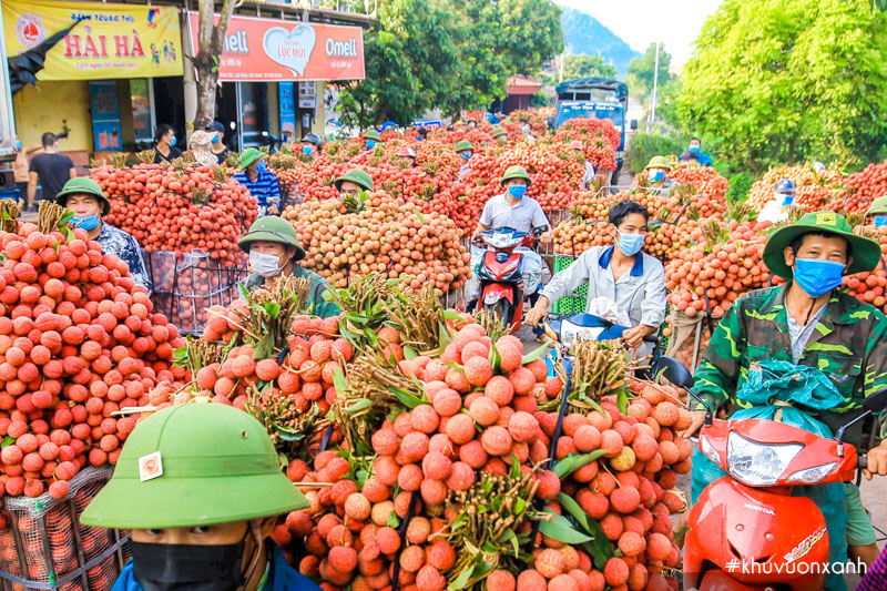Nông dân Lục Ngạn, Bắc Giang tấp nập chở vải thiều bán cho thương lái
