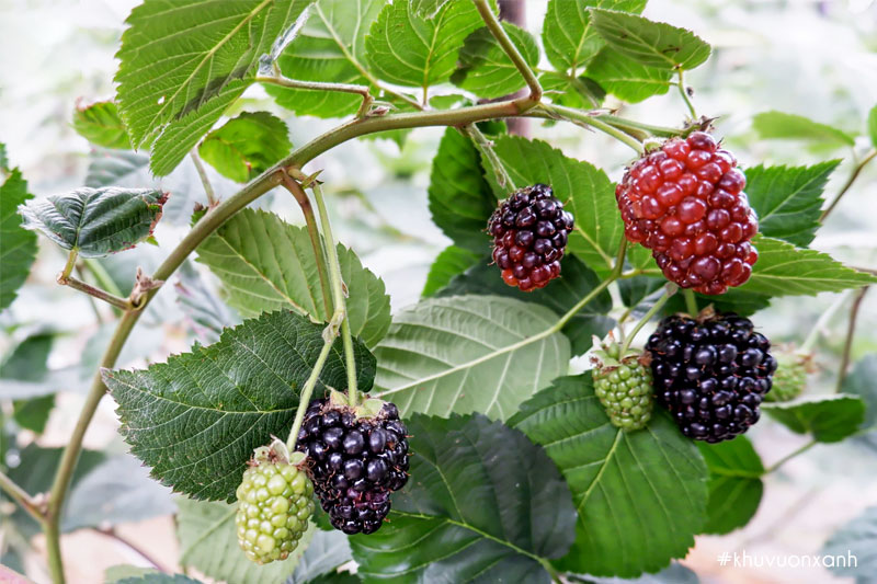 Phúc bồn tử có tên tiếng Anh là Raspberry