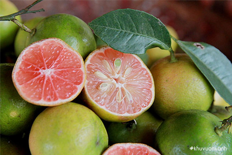 Quả Chanh đào rất phổ biến và được yêu thích