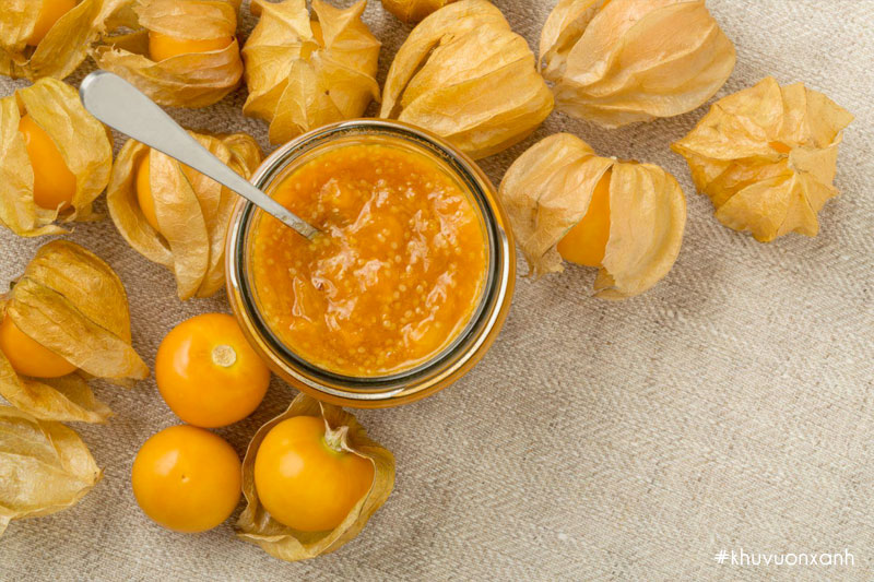 Quả Thù lù (Tầm bóp) rất tốt cho sức khỏe