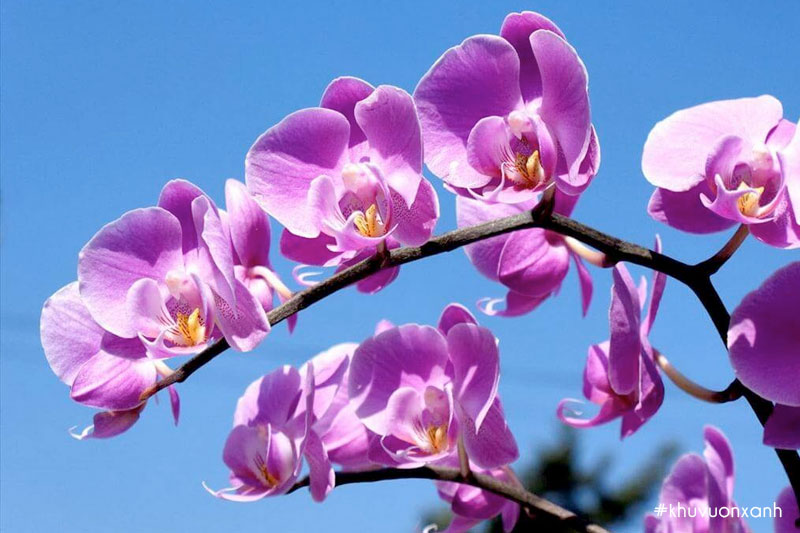 Sự tích về cây hoa Lan