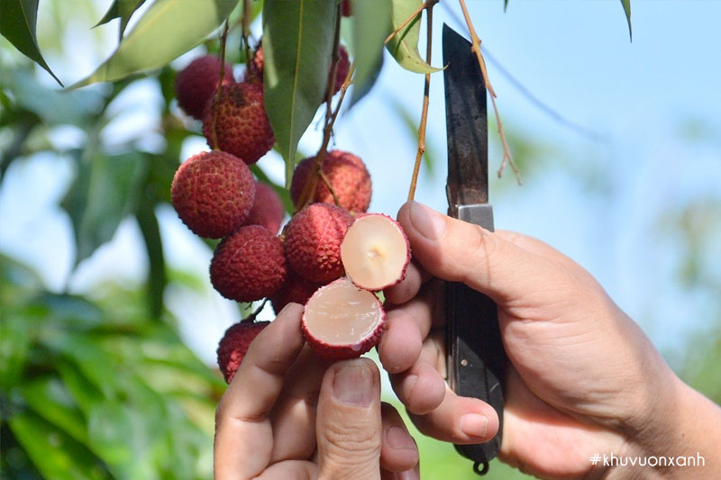 Vải thiều không hạt mang lại giá trị kinh tế cao