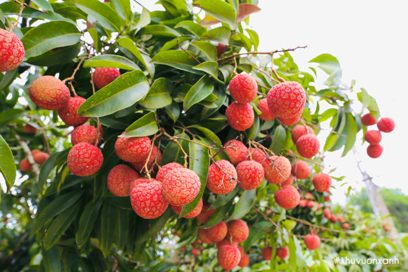 Vải thiều Lục Ngạn, Bắc Giang