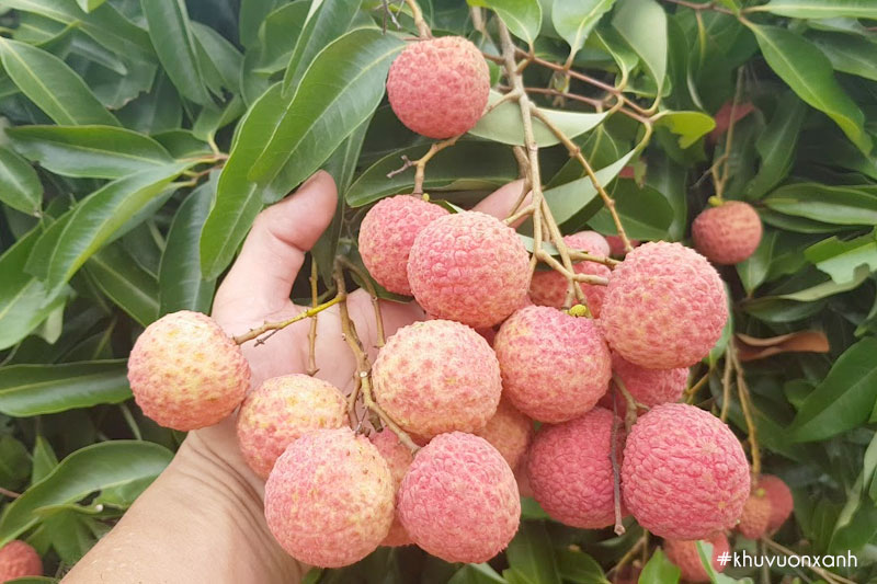 Vải thiều Thanh Hà, Hải Dương