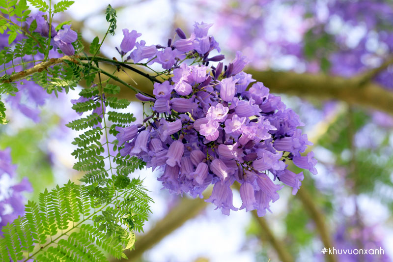 Vẻ đẹp hoa Phượng tím