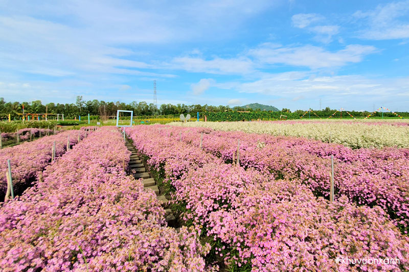 Vườn hoa Thạch thảo đẹp rực rỡ