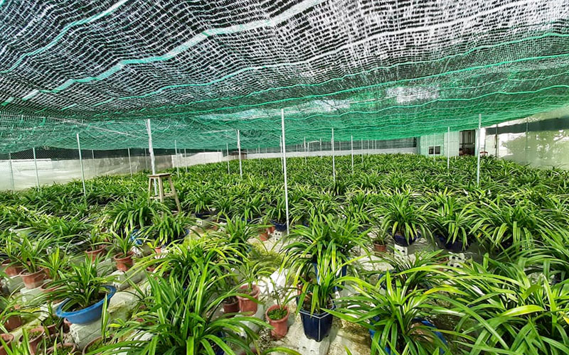 Ánh sáng và không khí ảnh hưởng rất nhiều tới sự phát triển của Địa lan