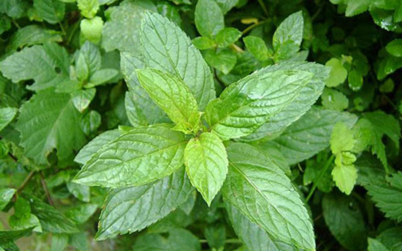 Bạc hà hăng lá màu xanh, có răng cưa