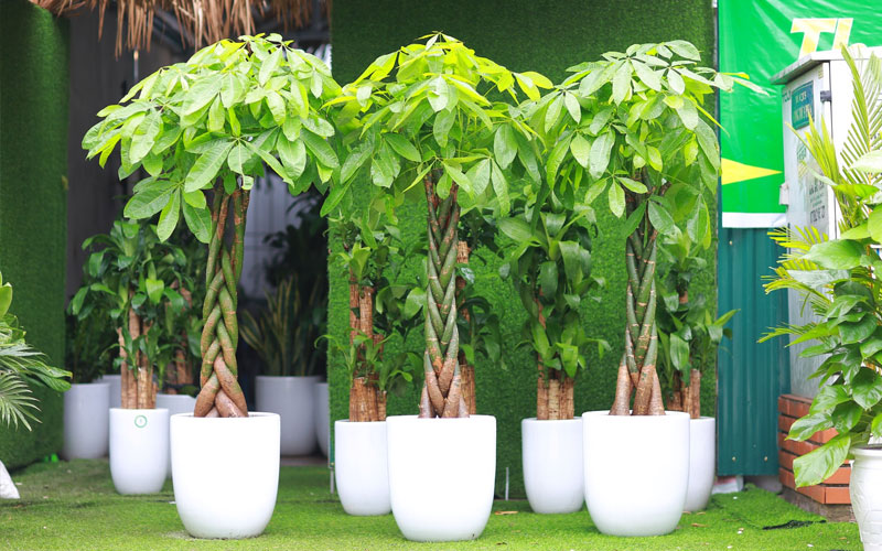 Bạn cần phải biết kỹ thuật trồng và chăm cây Ngân Lượng nếu muốn chúng phát triển tốt