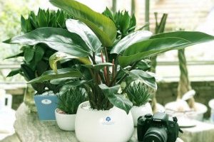 Cây Trầu bà đế vương phong thủy (Philodendron Imperial)