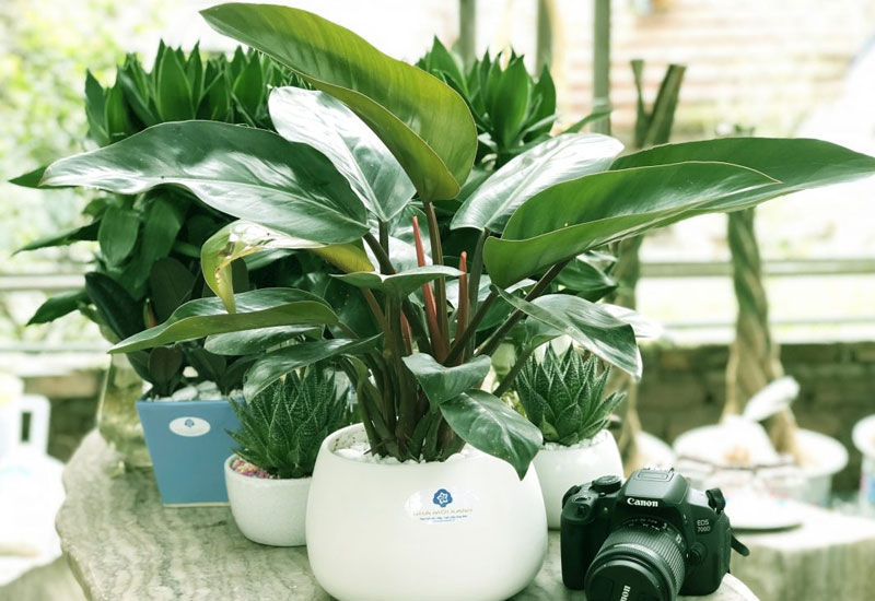 Bạn nên biết cách trồng và chăm sóc cây Trầu Bà Đế Vương để giúp cây luôn phát triển tốt