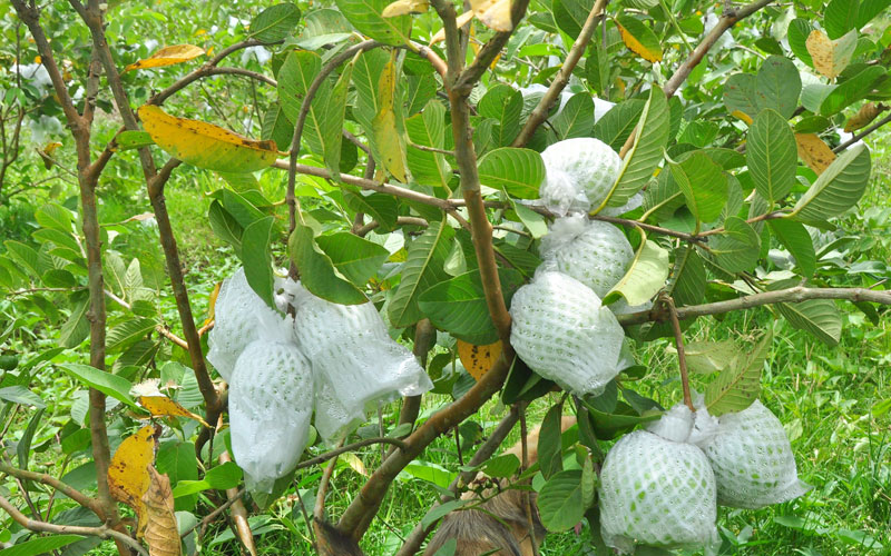Bao/ bọc quả giúp quả ổi không bị sâu bệnh, đảm bảo chất lượng