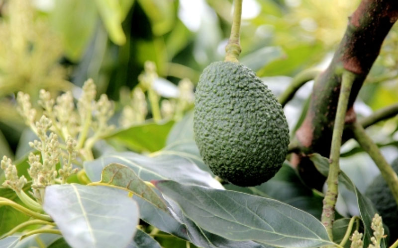 Bón phân và nước vừa đủ khi cây ra hoa