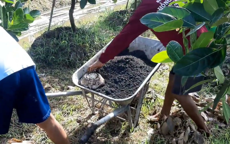 Bón thúc cho cây mít