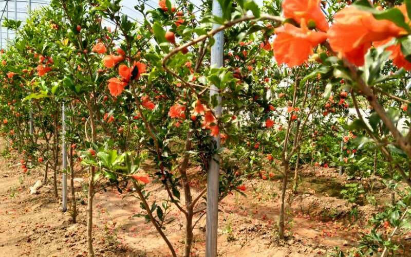 Cắt tỉa cành lá để cây phát triển tốt hơn