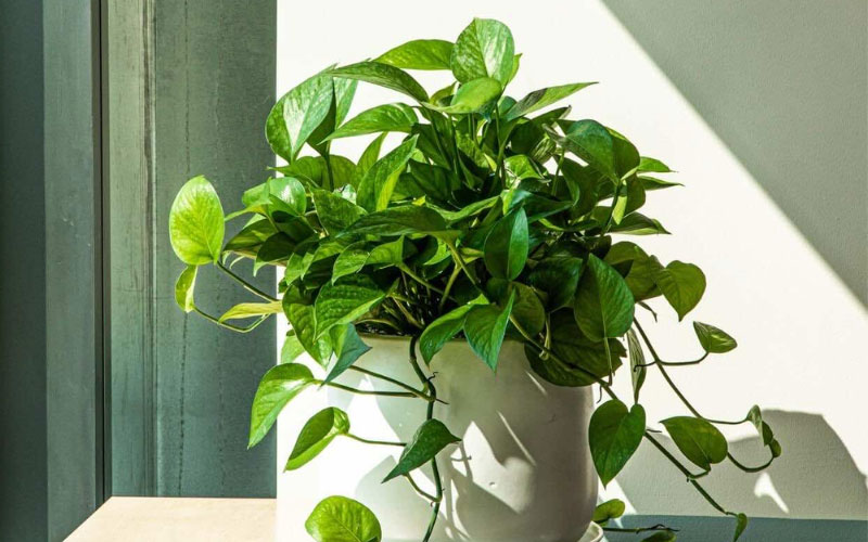 Cây bã trầu giúp không khí tươi mát, sạch sẽ