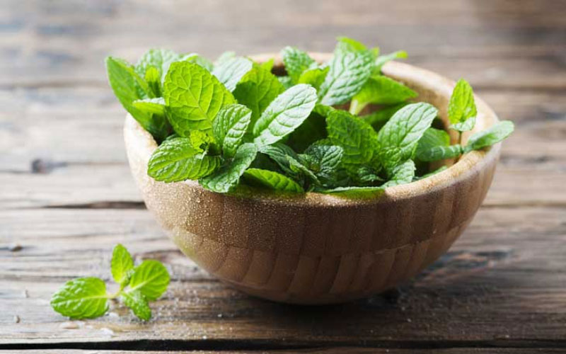 Cây bạc hà có nhiều công dụng đối với sức khỏe