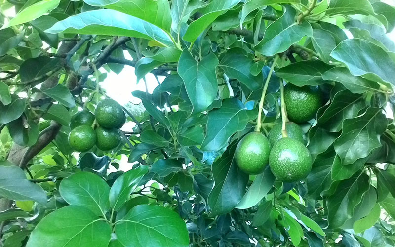 Bơ Booth cùi rất dày, vàng đậm, thơm dẻo và không có xơ