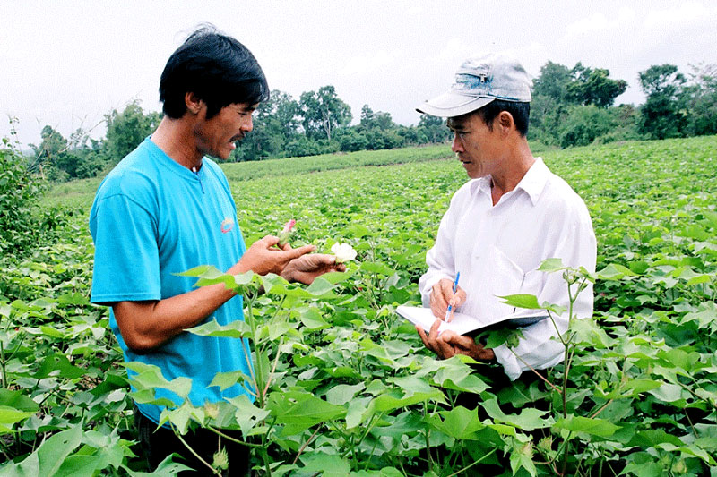 Cây bông vải cần được chăm sóc tốt mới sai quả, chất lượng xơ tốt