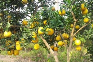 Cây Bưởi (Bòng) - Cây ăn quả nhiệt đới cho trái ngon, ngọt