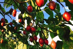 Cây Cà chua thân gỗ độc đáo và kỹ thuật trồng cây sai trĩu quả