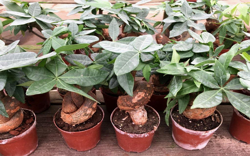 Tùy theo kích cỡ và hình dáng của cây mà giá hoa kim ngân lượng sẽ không giống nhau.