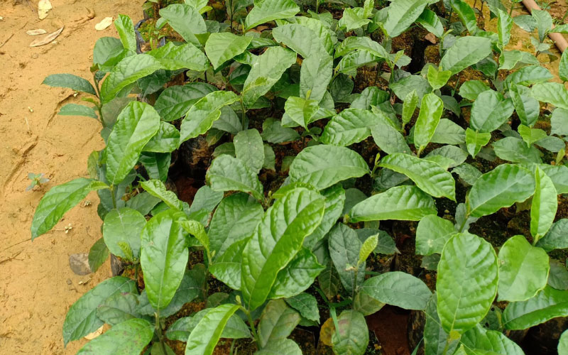 Cây chay giống đạt tiêu chuẩn, đã dâm ủ tại vườn ươm