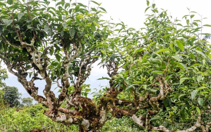 Cây chè Shan tuyết hàng trăm năm tuổi