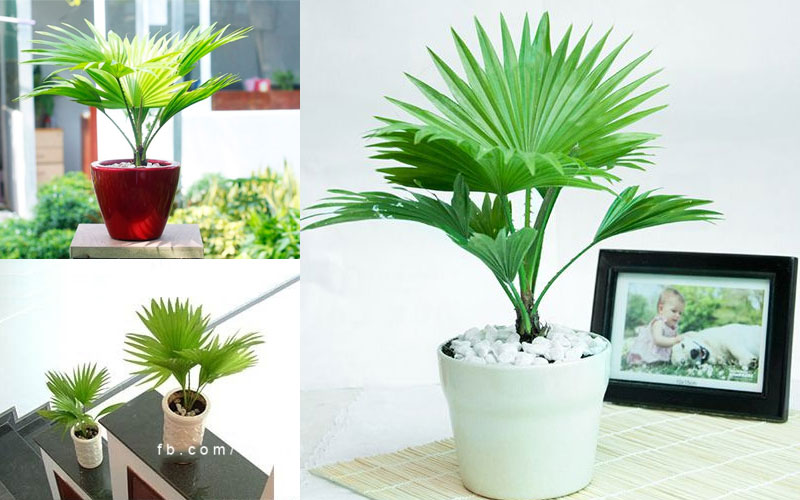 Cây cọ cảnh dùng để trang trí và lọc không khí trong nhà hiệu quả