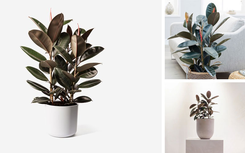 Cây đa búp đỏ có khả năng lọc không khí hiệu quả