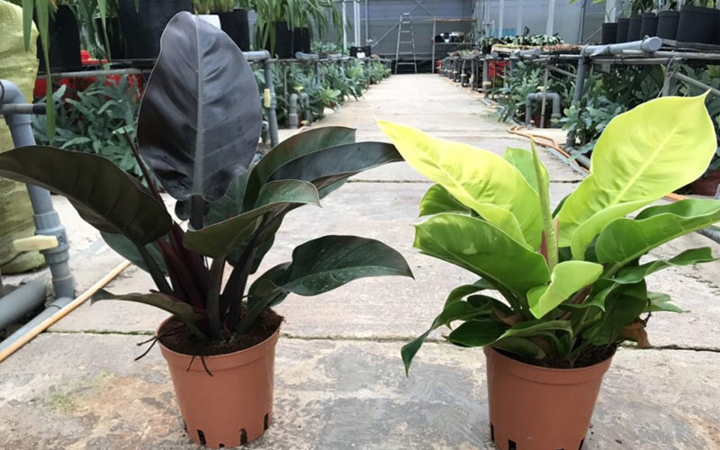 Cây Đại Đế Vương hợp mệnh Thổ và Hỏa, rất hợp với những người tuổi Ngọ.