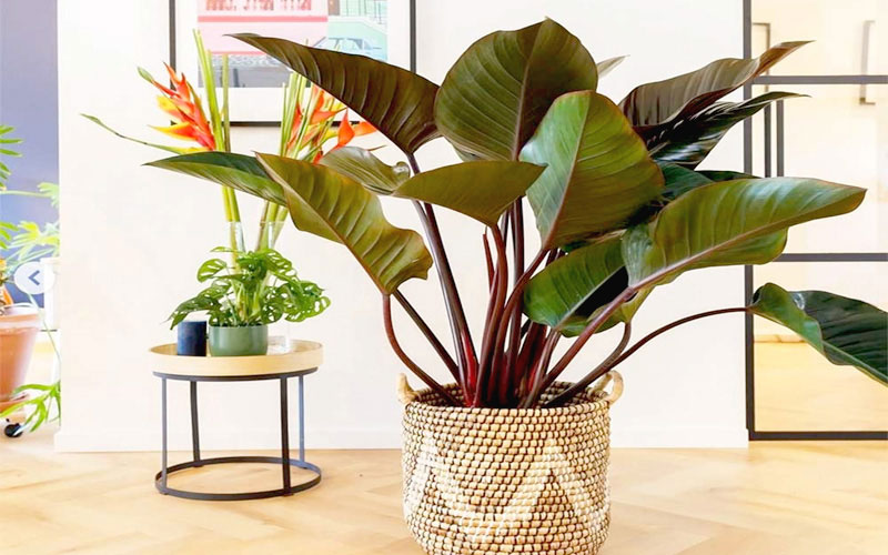 Cây Đế Vương không chỉ không độc mà còn giúp thanh lọc không khí hiệu quả