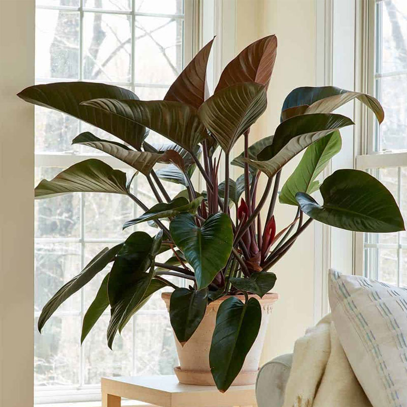 Cây đế vương phong thủy còn thể hiện sự sang trọng, phú quý, khẳng định uy quyền, đẳng cấp.