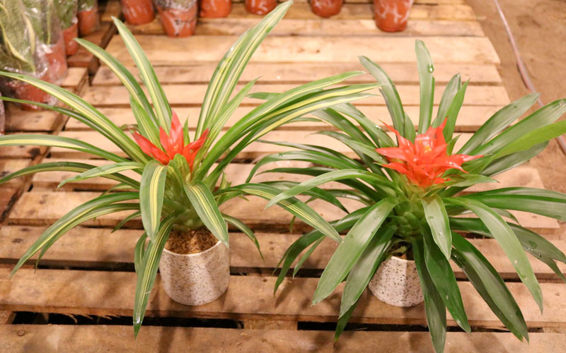 Cây dứa cảnh có khả năng lọc và loại bỏ chất độc hại trong không khí