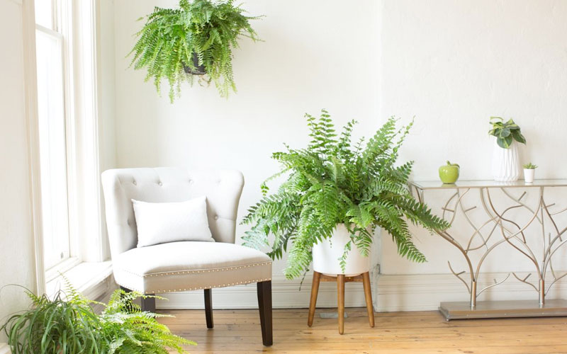 Cây dương xỉ tạo ra độ ẩm không khí một cách tự nhiên, lọc các chất độc hại trong không khí