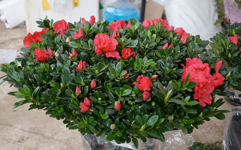 Hoa đỗ quyên có màu sắc tươi sáng, có mùi thơm rất đặc biệt