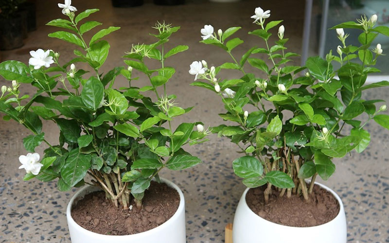 Cây hoa nhài có mùi hương thơm mát, dễ chịu